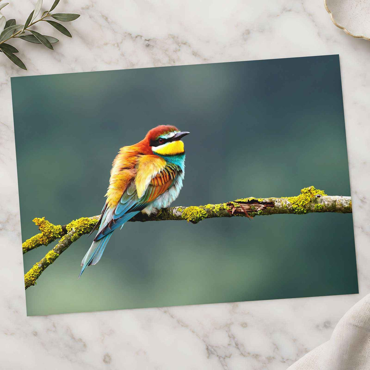 Beautiful European Bee Eater Photo Wall Print (7 Sizes) - Printed in USA