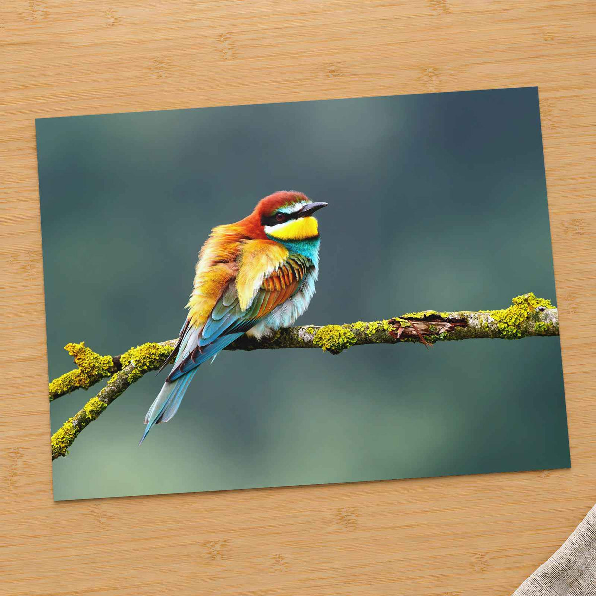 Beautiful European Bee Eater Photo Wall Print (7 Sizes) - Printed in USA