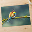 Beautiful European Bee Eater Photo Wall Print (7 Sizes) - Printed in USA
