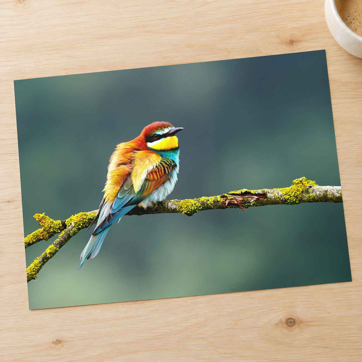 Beautiful European Bee Eater Photo Wall Print (7 Sizes) - Printed in USA
