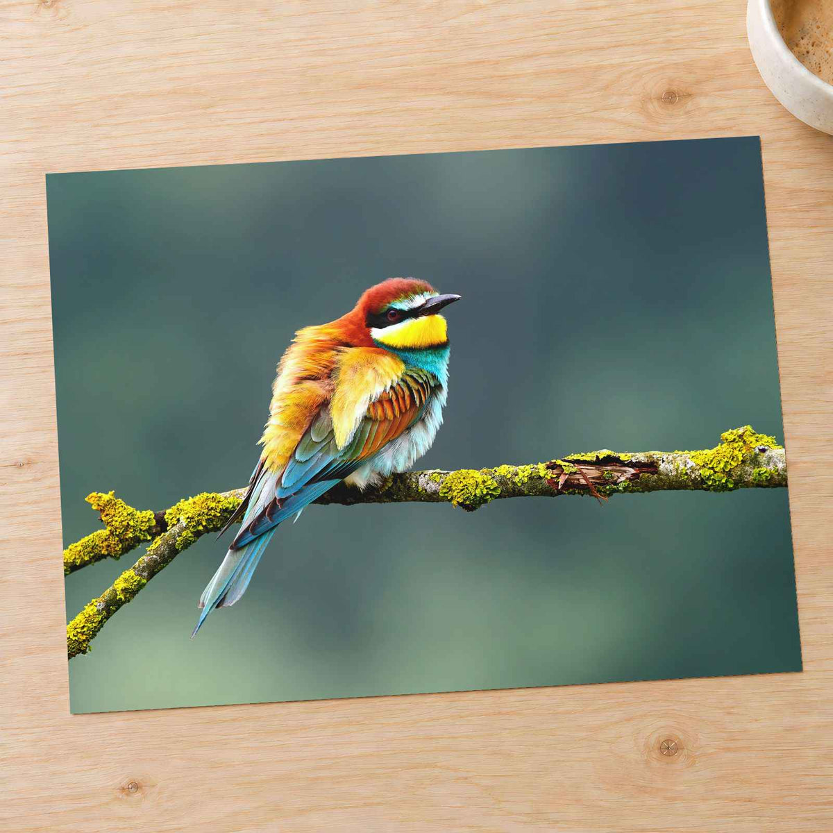 Beautiful European Bee Eater Photo Print Wall Decor