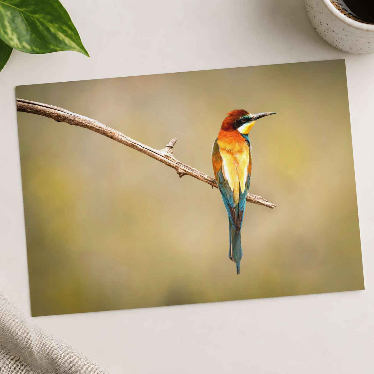 Colorful Bee Eater Bird Perched on Branch Photo Print (7 Sizes) - Shipped Flat