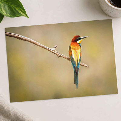 Colorful Bee Eater Bird Perched on Branch Photo Print (7 Sizes) - Shipped Flat