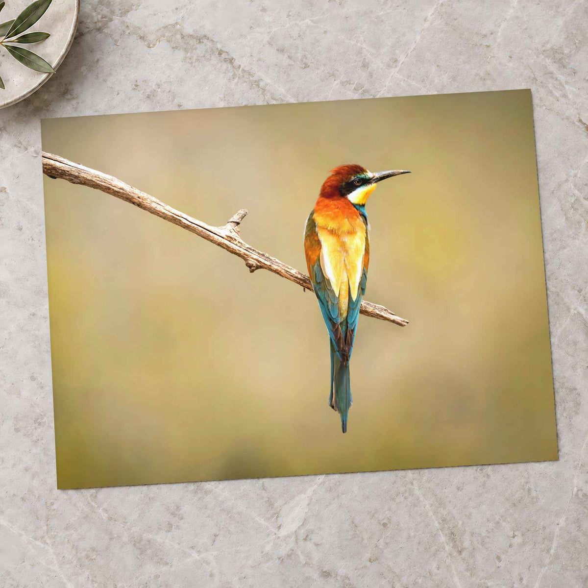 Colorful Bee Eater Bird Perched on Branch Photo Print (7 Sizes) - Shipped Flat