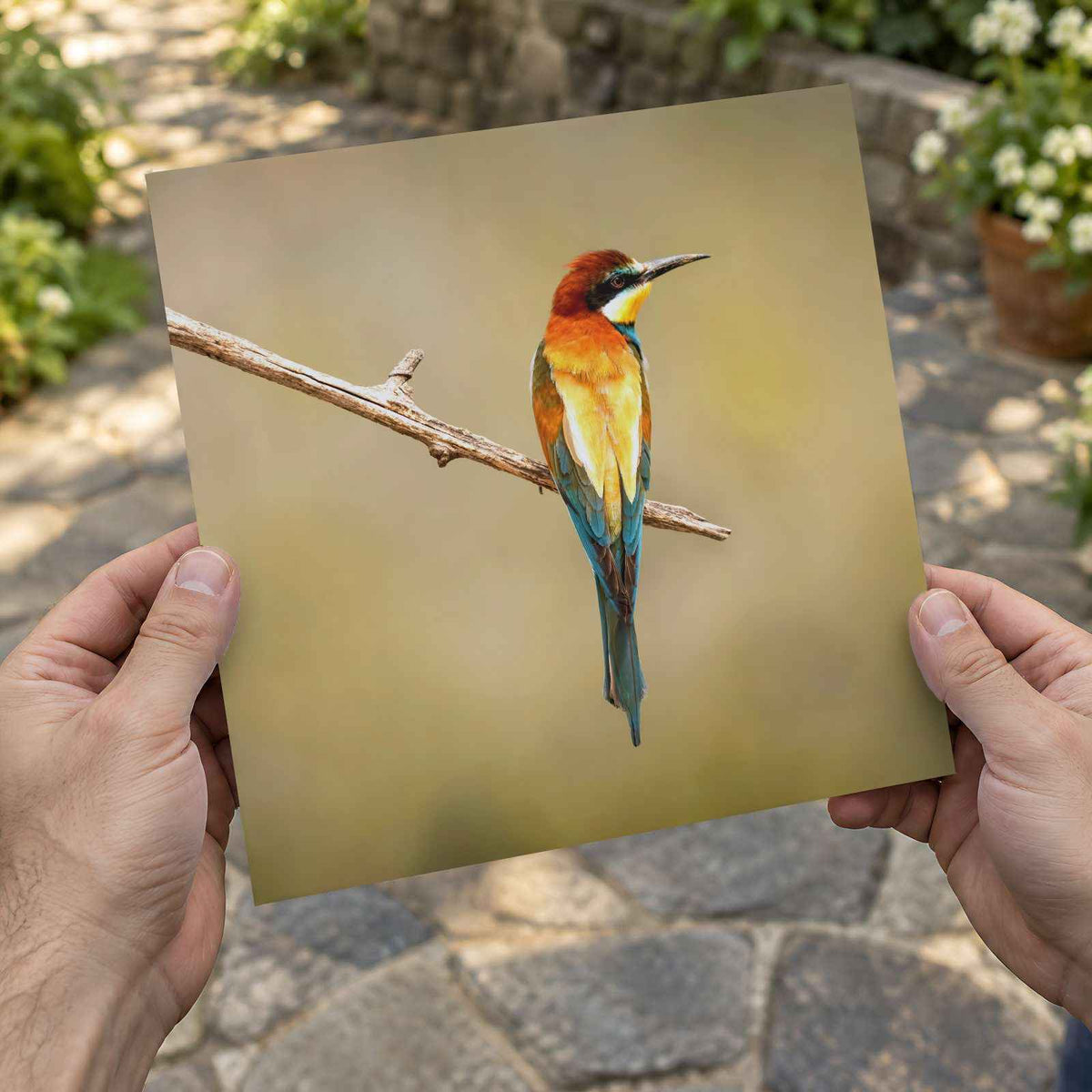Colorful Bee Eater Bird Perched on Branch Photo Print (7 Sizes) - Shipped Flat