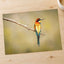 Colorful Bee Eater Bird Perched on Branch Photo Print (7 Sizes) - Shipped Flat