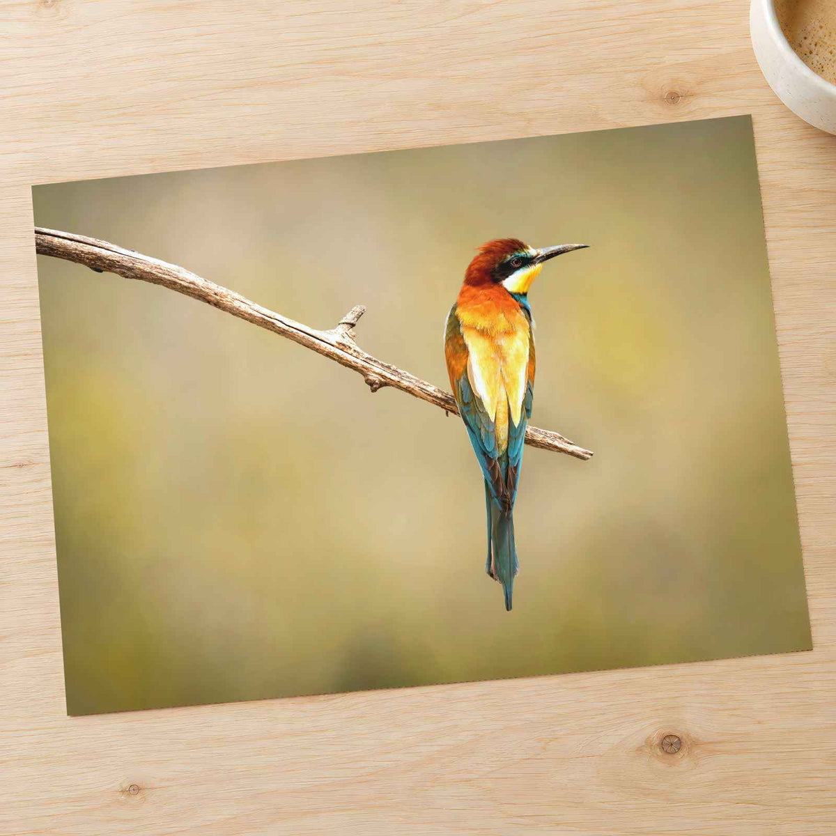 Colorful Bee Eater Bird Perched on Branch Photo Print (7 Sizes) - Shipped Flat