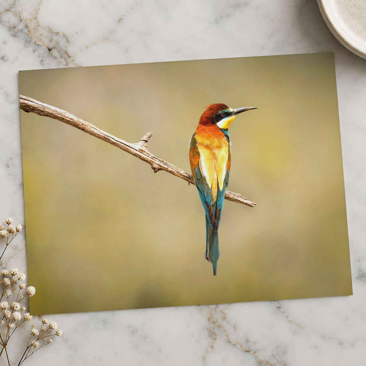 Colorful Bee Eater Bird Perched on Branch by Dejan Zakic Photo Print Wall Decor