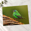 Green Bird Sitting on Top of Tree Branch Photographic Art Print (7 Sizes)