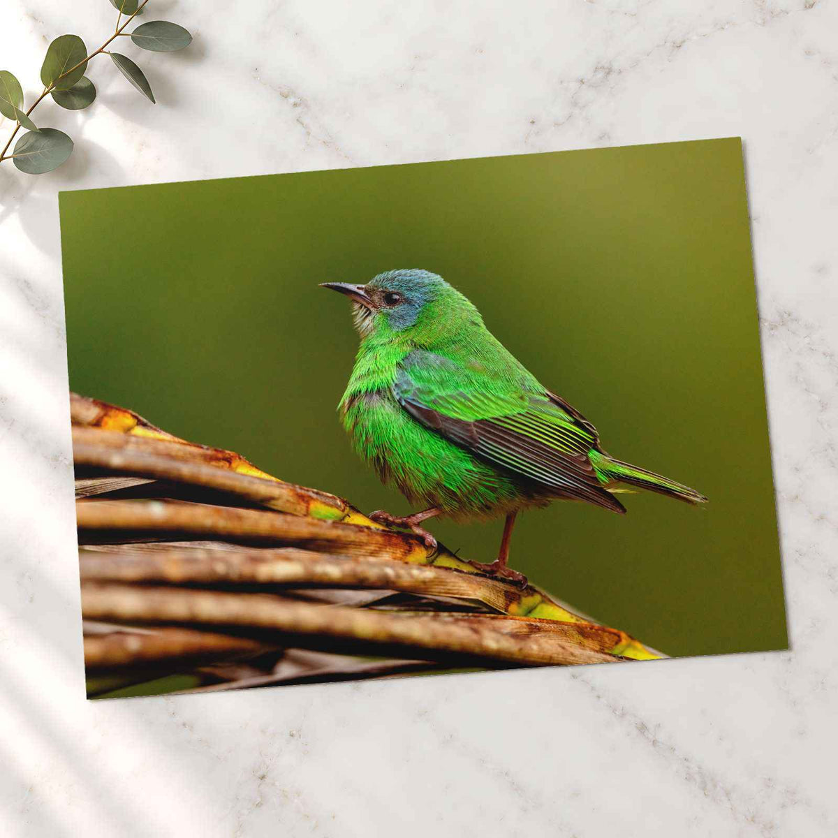 Green Bird Sitting on Top of Tree Branch Photographic Art Print (7 Sizes)