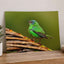 Green Bird Sitting on Top of Tree Branch Photographic Art Print (7 Sizes)