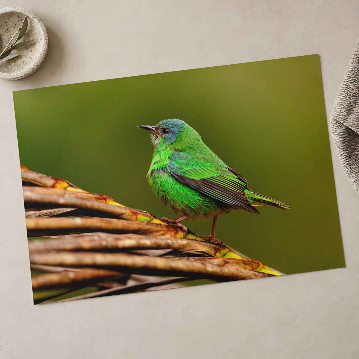Green Bird Sitting on Top of Tree Branch Photographic Art Print (7 Sizes)
