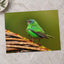 Green Bird Sitting on Top of Tree Branch Photographic Art Print (7 Sizes)