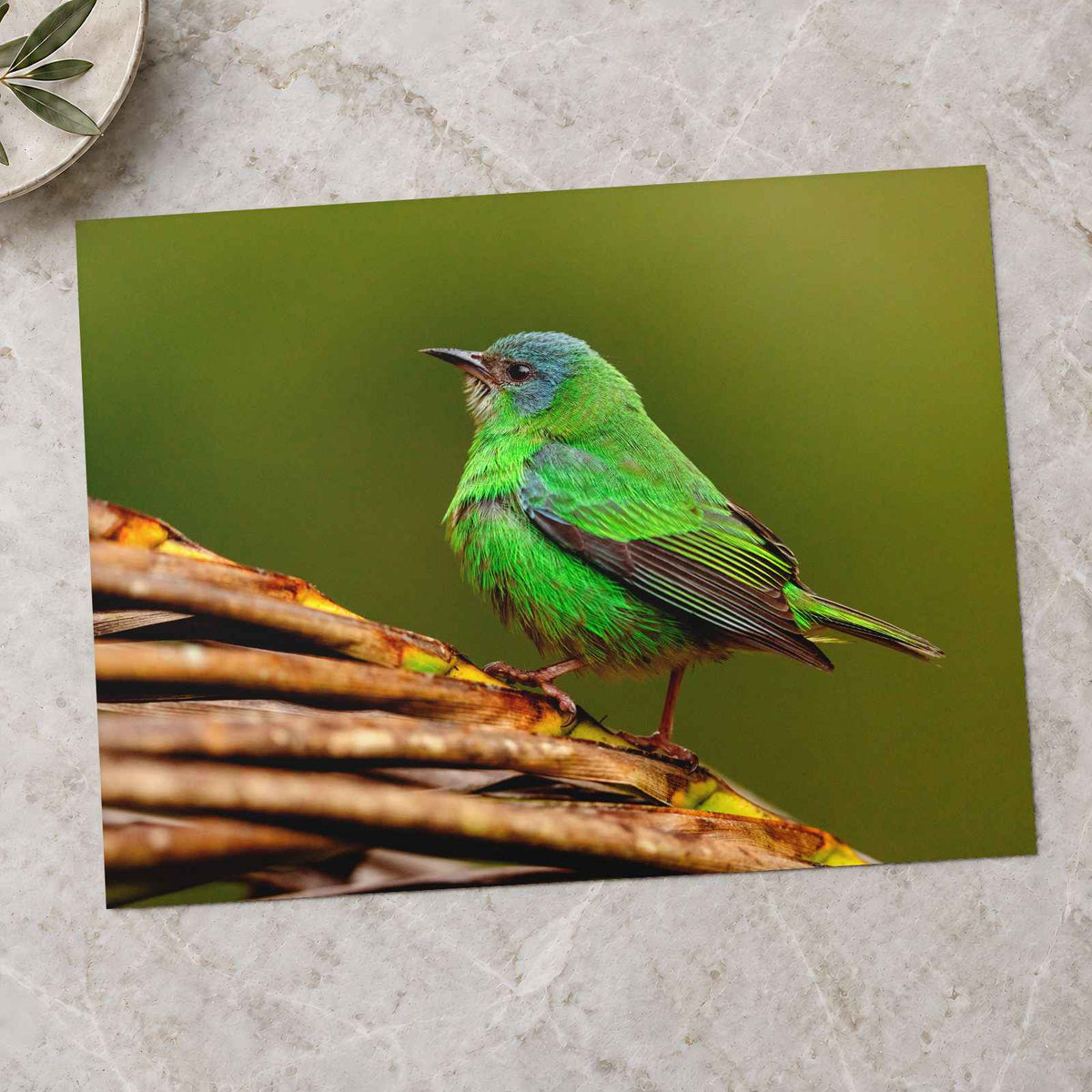 Green Bird Sitting on Top of Tree Branch Photographic Art Print (7 Sizes)
