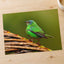 Green Bird Sitting on Top of Tree Branch Photographic Art Print (7 Sizes)