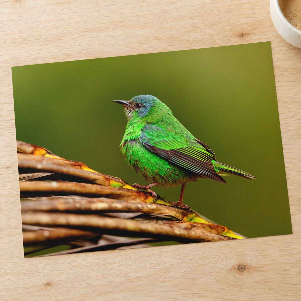 Green Bird Sitting on Top of Tree Branch Photographic Art Print (7 Sizes)