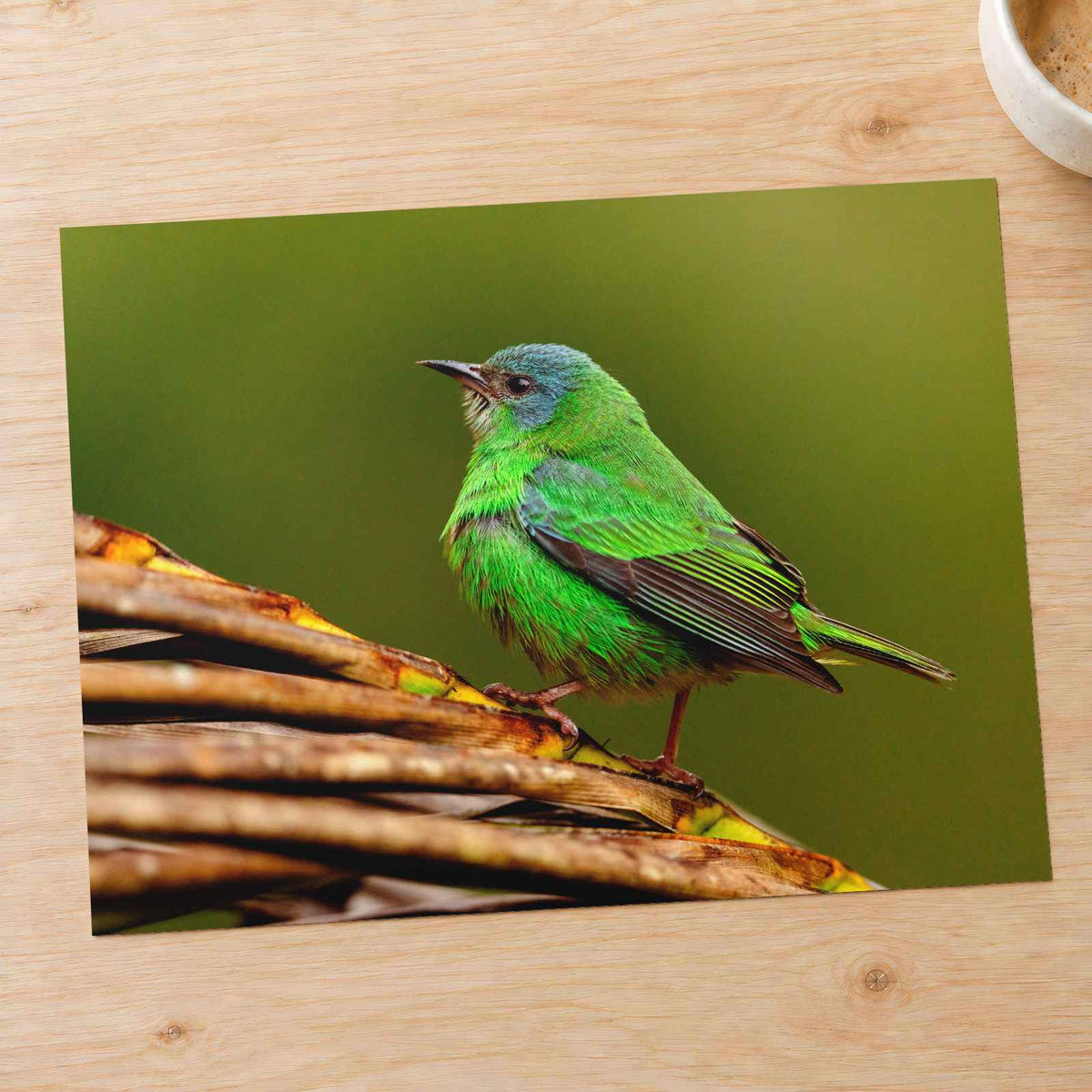 Green Bird Sitting on Top of Tree Branch by Molly the Cat Photo Print Wall Decor