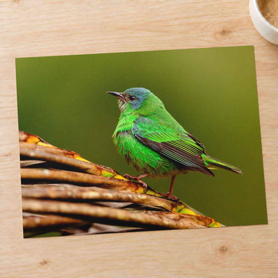 Green Bird Sitting on Top of Tree Branch by Molly the Cat Photo Print Wall Decor