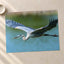 Great Blue Heron in Flight Photography Print (7 Sizes) - High Quality