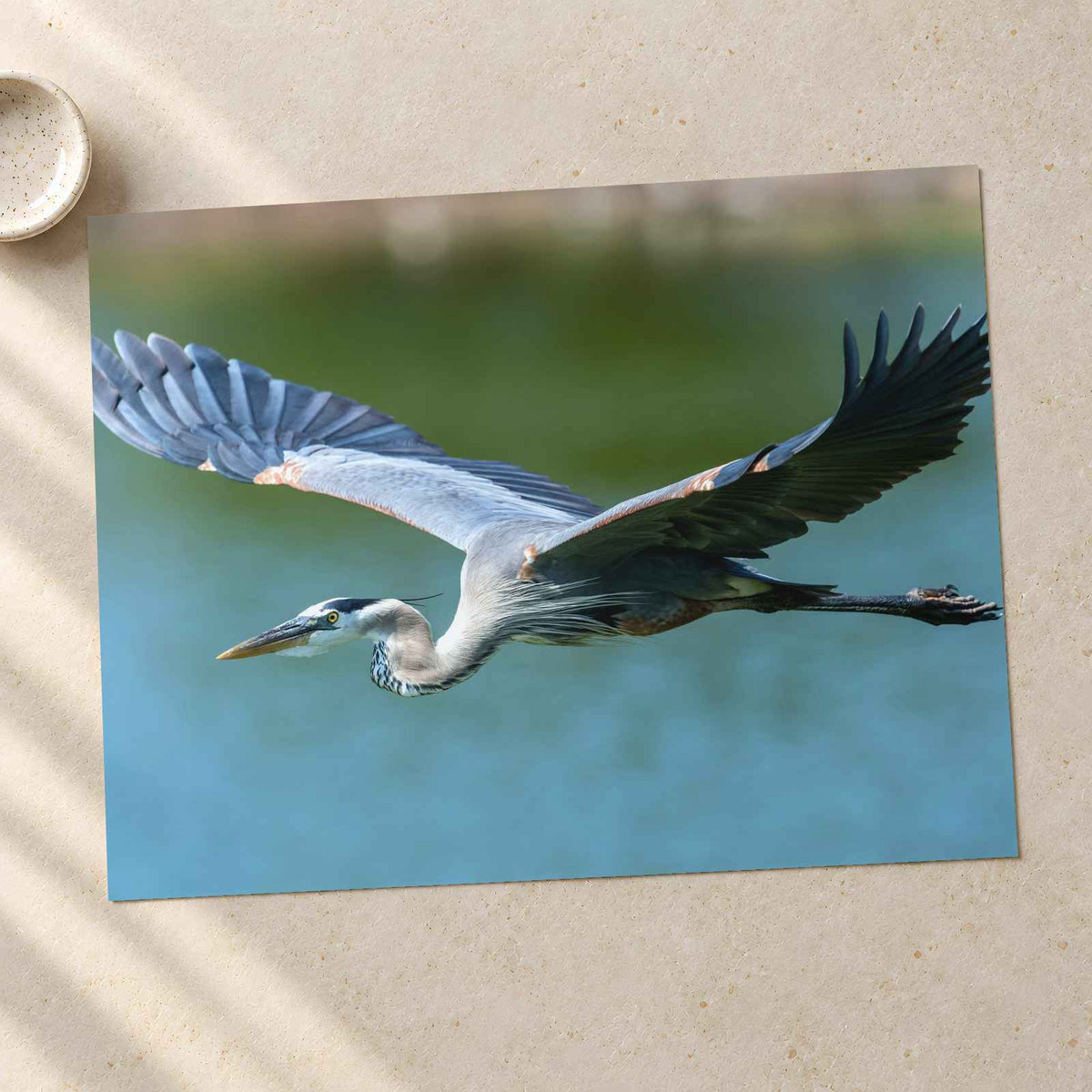 Great Blue Heron in Flight Photography Print (7 Sizes) - High Quality