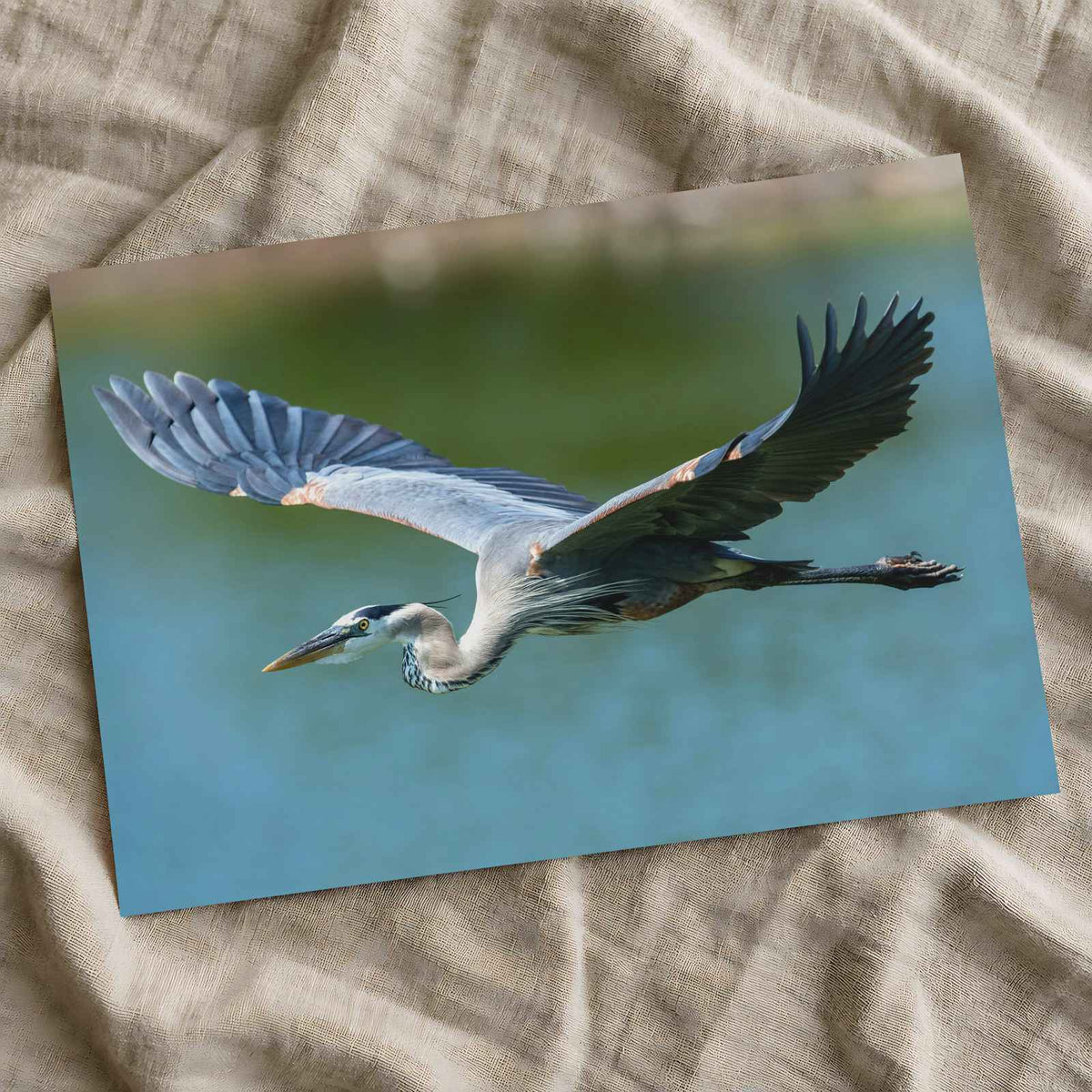 Great Blue Heron in Flight Photography Print (7 Sizes) - High Quality