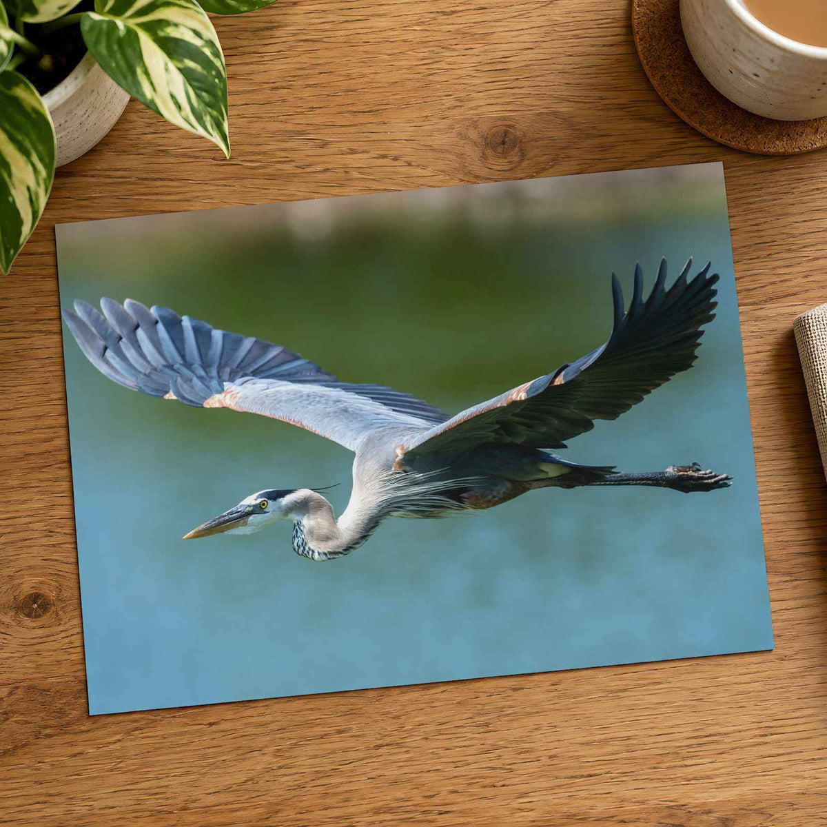 Great Blue Heron in Flight Photography Print (7 Sizes) - High Quality