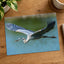 Great Blue Heron in Flight Photography Print (7 Sizes) - High Quality