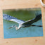Great Blue Heron in Flight Photography Print (7 Sizes) - High Quality