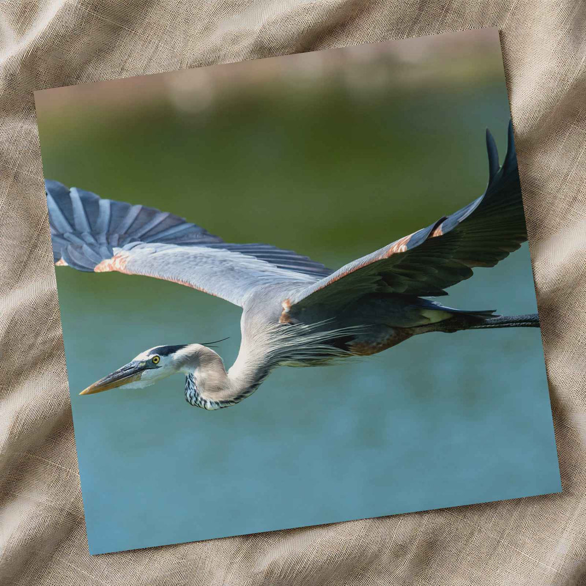 Great Blue Heron in Flight Photography Print (7 Sizes) - High Quality