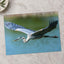 Great Blue Heron in Flight Photography Print (7 Sizes) - High Quality