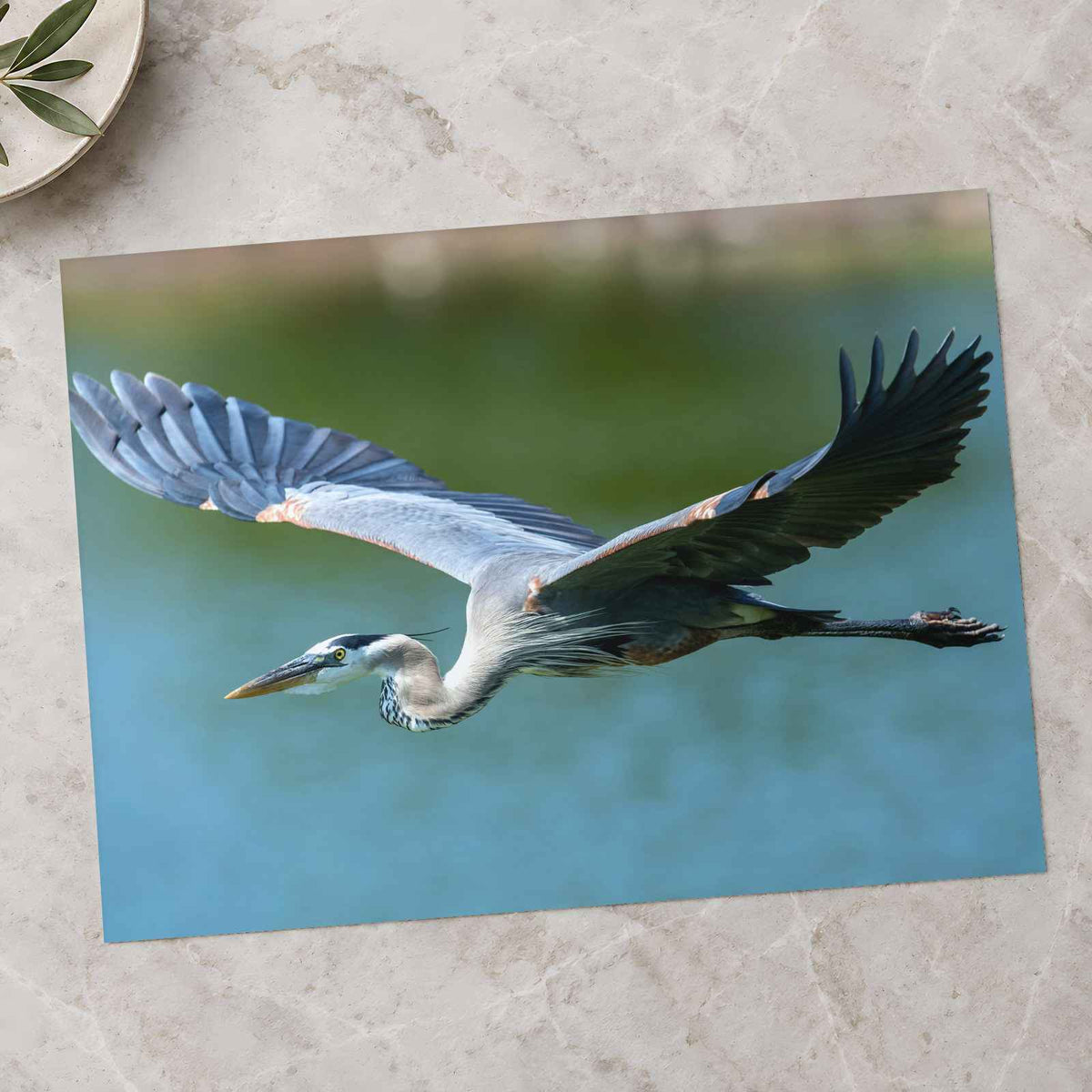 Great Blue Heron in Flight Photography Print (7 Sizes) - High Quality