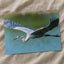 Great Blue Heron in Flight Photo Print Wall Decor