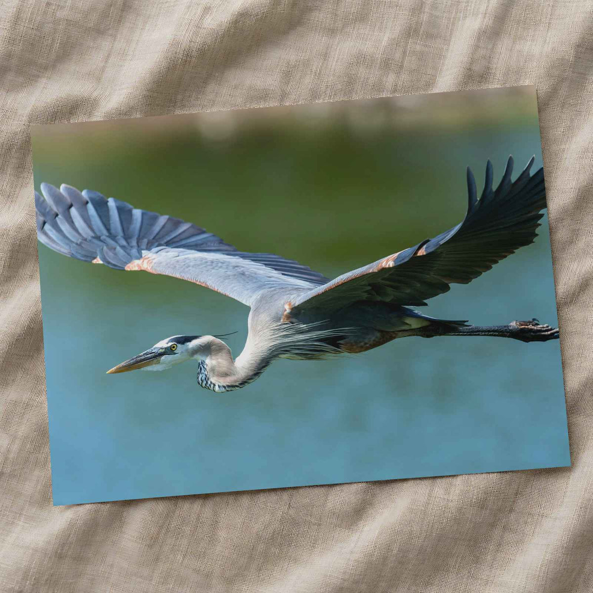 Great Blue Heron in Flight Photo Print Wall Decor