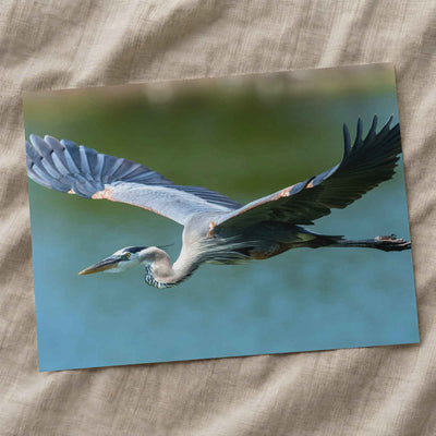 Great Blue Heron in Flight Photo Print Wall Decor