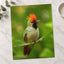 Green Bird with Orange Crest Sits on Branch Photo Print (7 Sizes) - Satin Luster