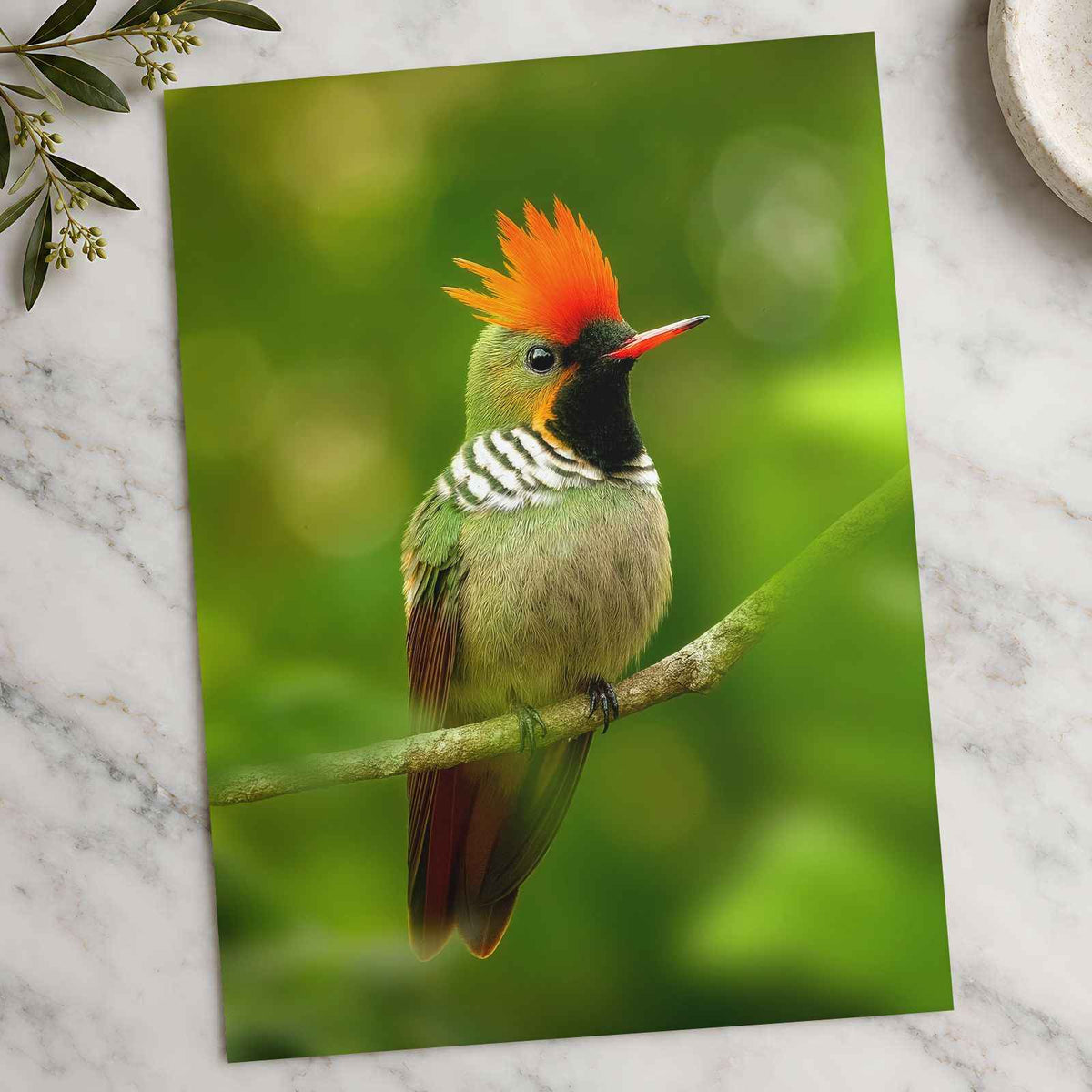 Green Bird with Orange Crest Sits on Branch Photo Print (7 Sizes) - Satin Luster