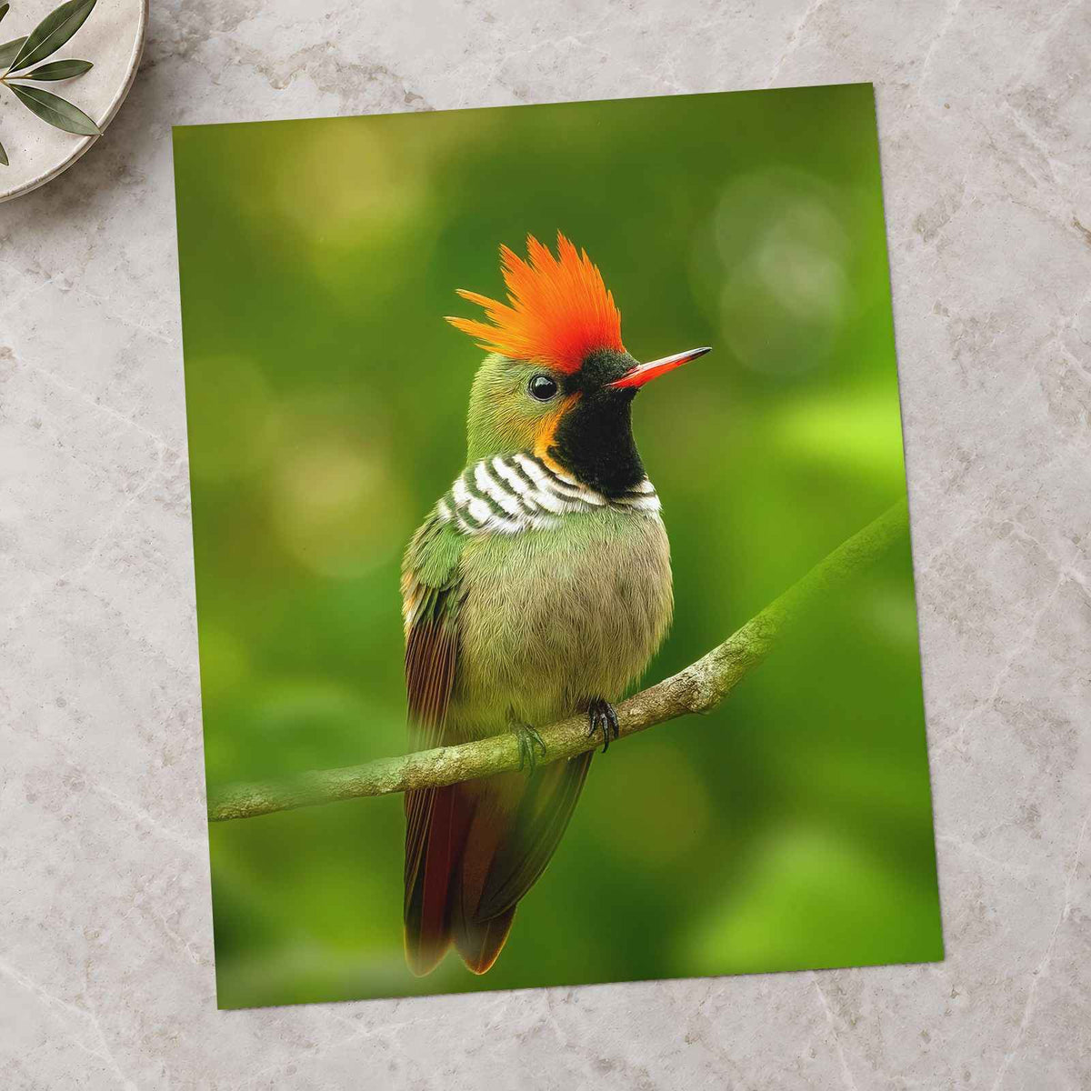 Green Bird with Orange Crest Sits on Branch Photo Print (7 Sizes) - Satin Luster