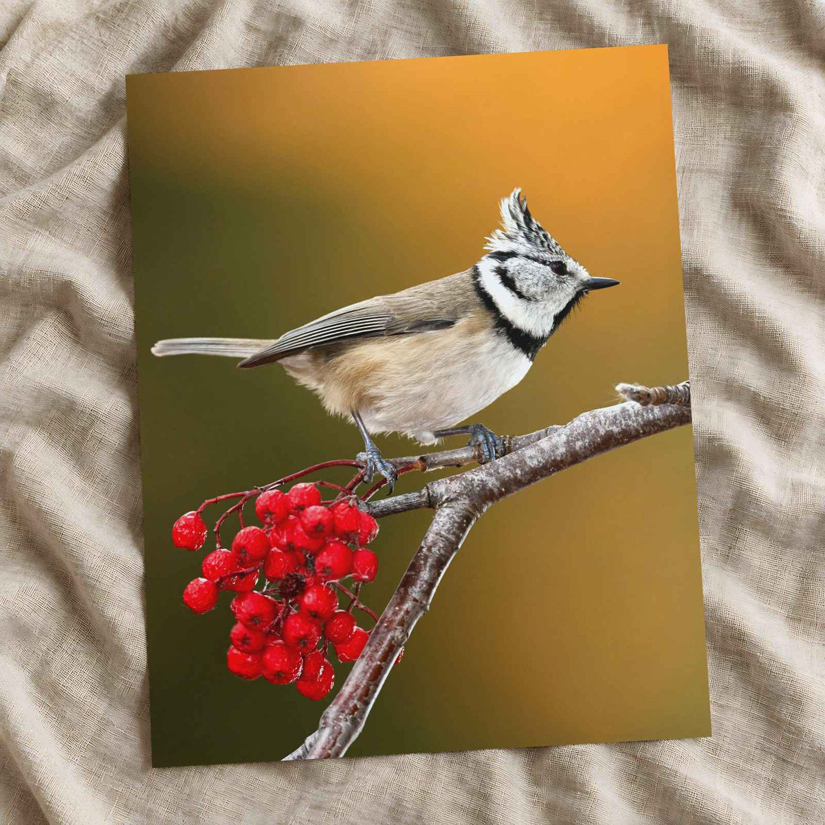 Crested Tit Perched with Red Berries Photo Print (7 Sizes) - Satin Luster