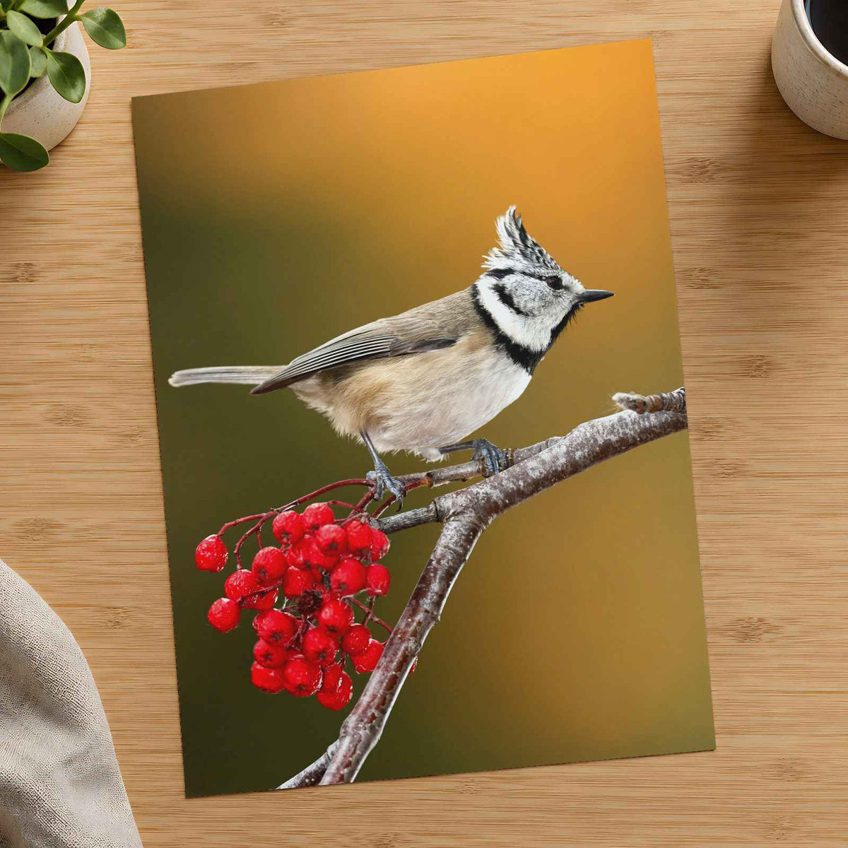 Crested Tit Perched with Red Berries Photo Print (7 Sizes) - Satin Luster