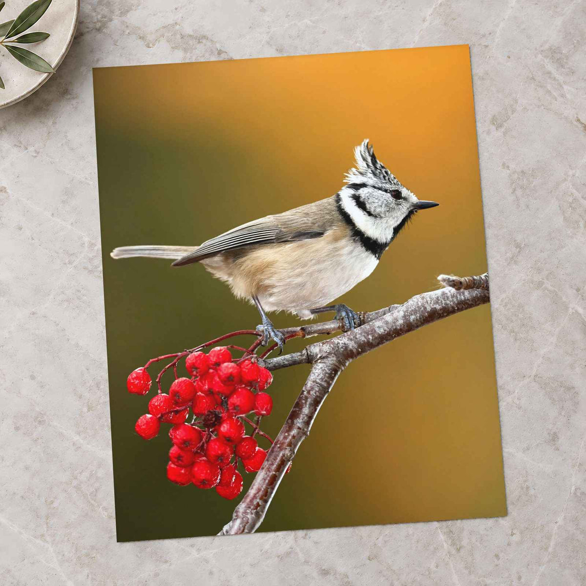 Crested Tit Perched with Red Berries Photo Print (7 Sizes) - Satin Luster