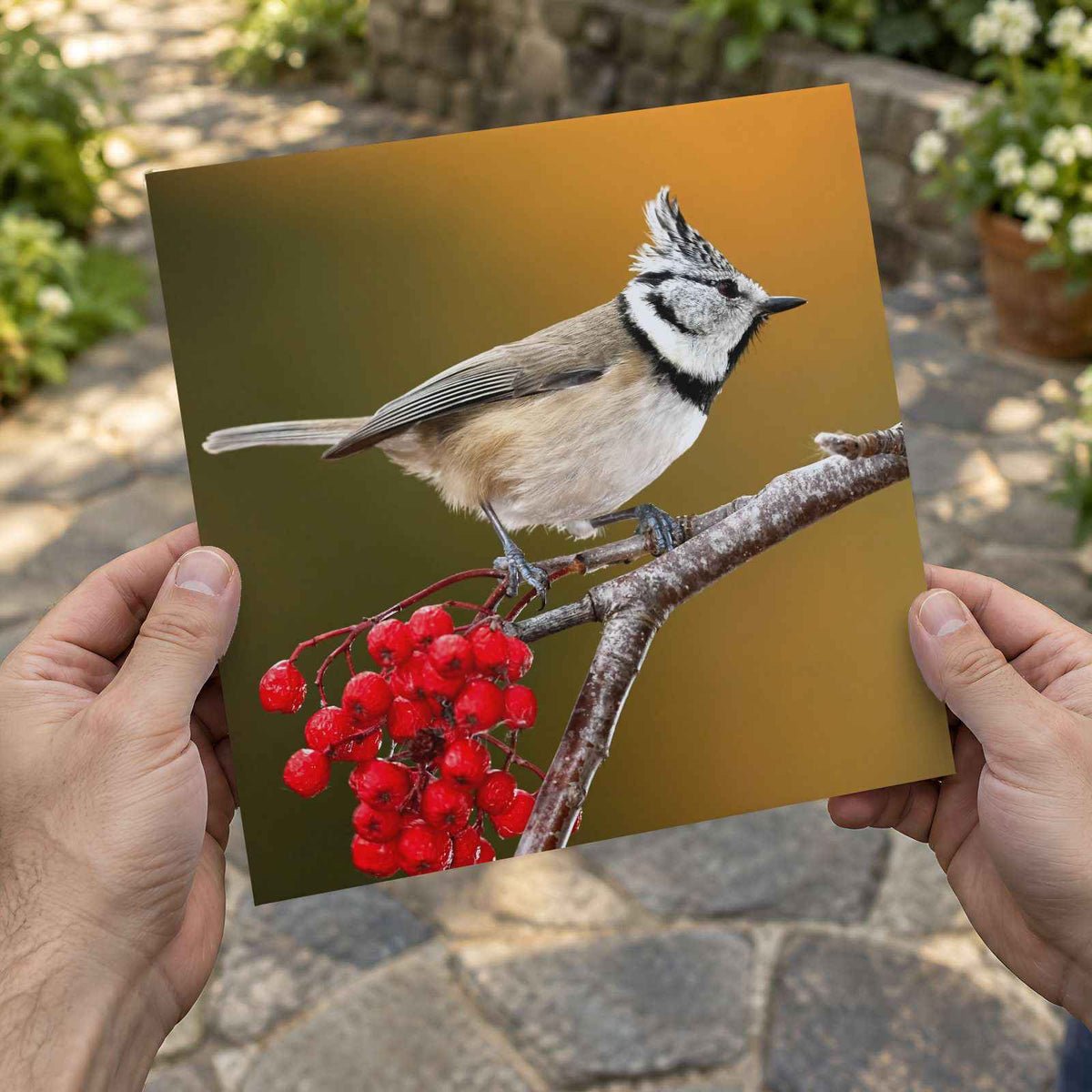 Crested Tit Perched with Red Berries Photo Print (7 Sizes) - Satin Luster