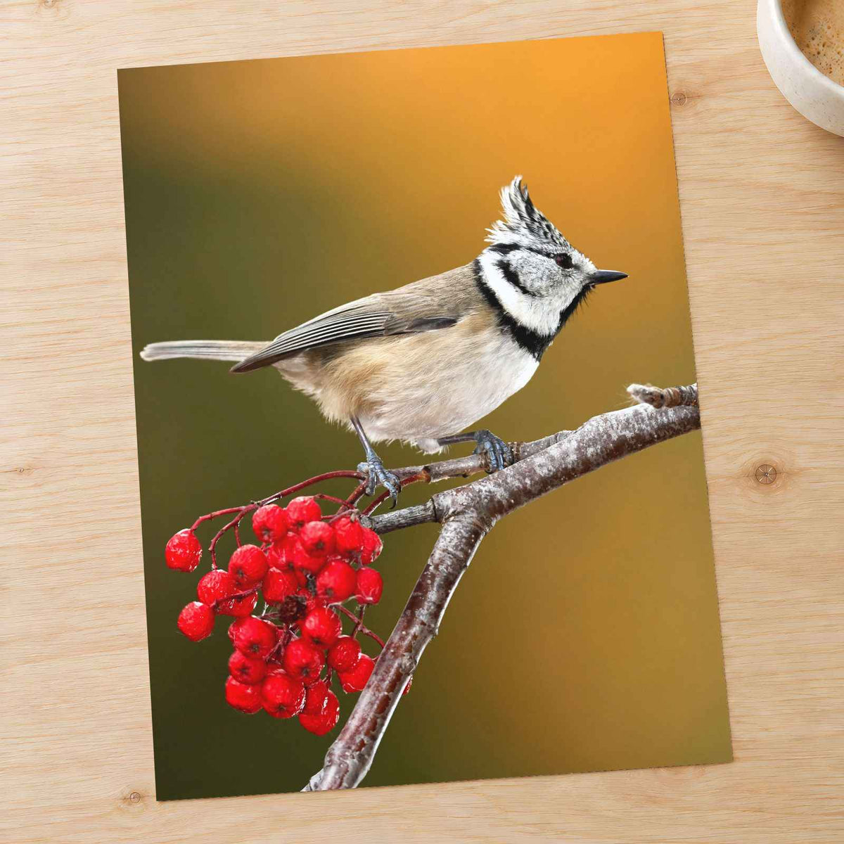 Crested Tit Perched with Red Berries Photo Print Wall Decor