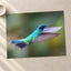 Hummingbird Flying with Its Wings Spread Photo Wall Art (7 Sizes) - Satin Luster