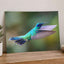 Hummingbird Flying with Its Wings Spread Photo Wall Art (7 Sizes) - Satin Luster