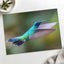 Hummingbird Flying with Its Wings Spread Photo Wall Art (7 Sizes) - Satin Luster
