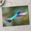 Hummingbird Flying with Its Wings Spread Photo Wall Art (7 Sizes) - Satin Luster