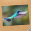 Hummingbird Flying with Its Wings Spread by Zdeněk Macháček Photo Print Wall Decor
