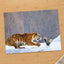 Tiger Lunging at a Pheasant in Snow Photo Print (4 Sizes) - Printed in USA