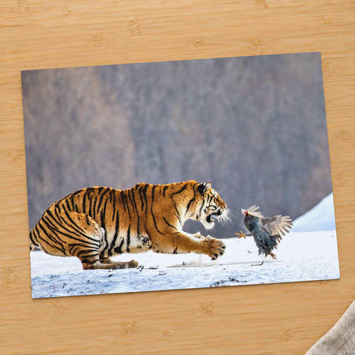Tiger Lunging at a Pheasant in Snow Photo Print (4 Sizes) - Printed in USA