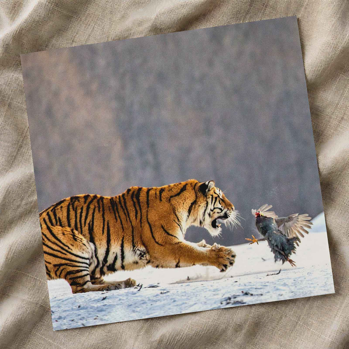 Tiger Lunging at a Pheasant in Snow Photo Print (4 Sizes) - Printed in USA